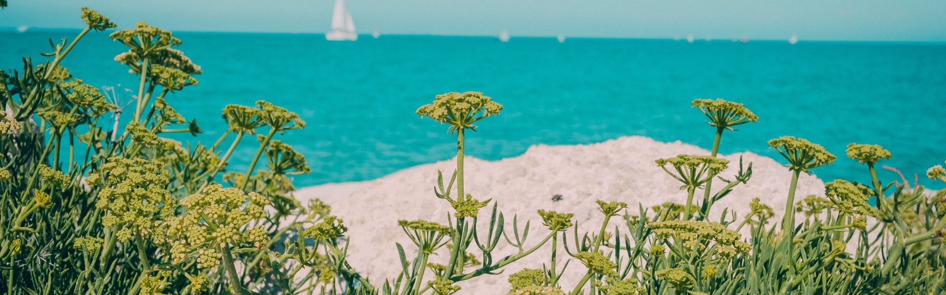 Découverte de l'île de Ré : nos conseils avisés !
