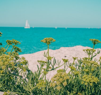 Découverte de l'île de Ré : nos conseils avisés !