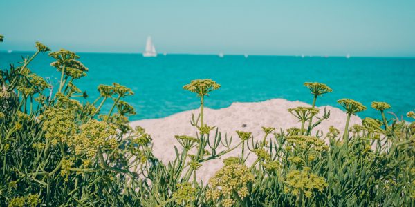 Découverte de l'île de Ré : nos conseils avisés !